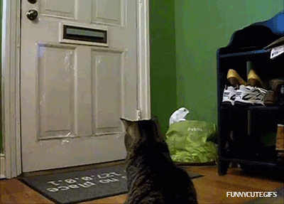 GIF-Cat-gets-the-mail