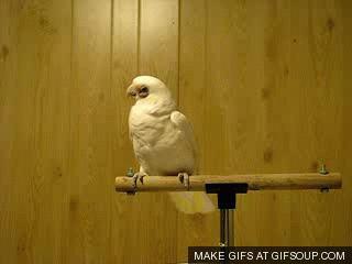 dancing-parrot-o