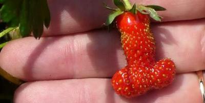 curiosos datos sobre los penes que seguro que no sabas